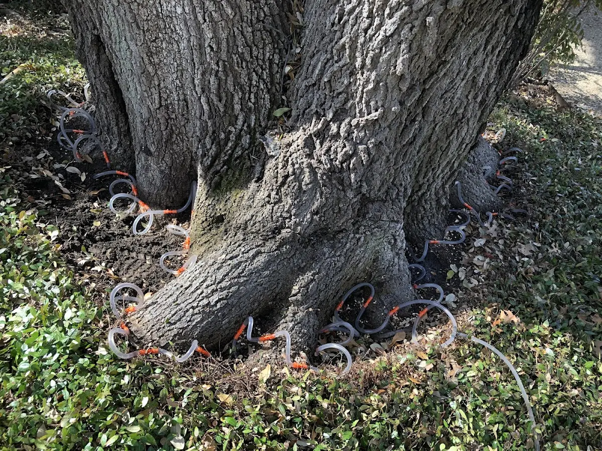Detailed Tree Cabling and Bracing job site in Dearborn